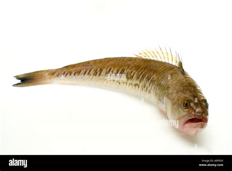 weever fish|Weever .